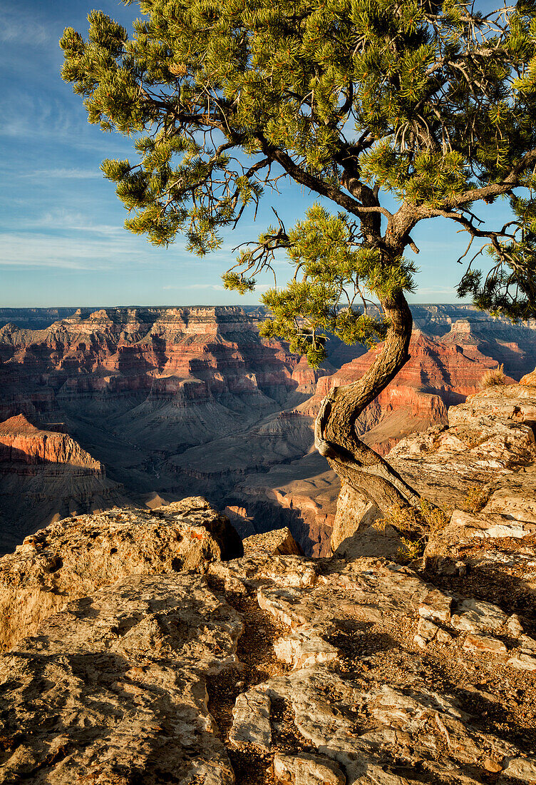 USA, Arizona, Grand Canyon National Park, Pinyon Pine grows cliffside at Hopi Point