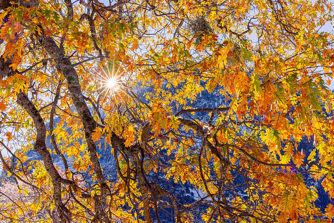 Cook's Meadow. Autumn first snow in Yosemite National Park, California, USA.