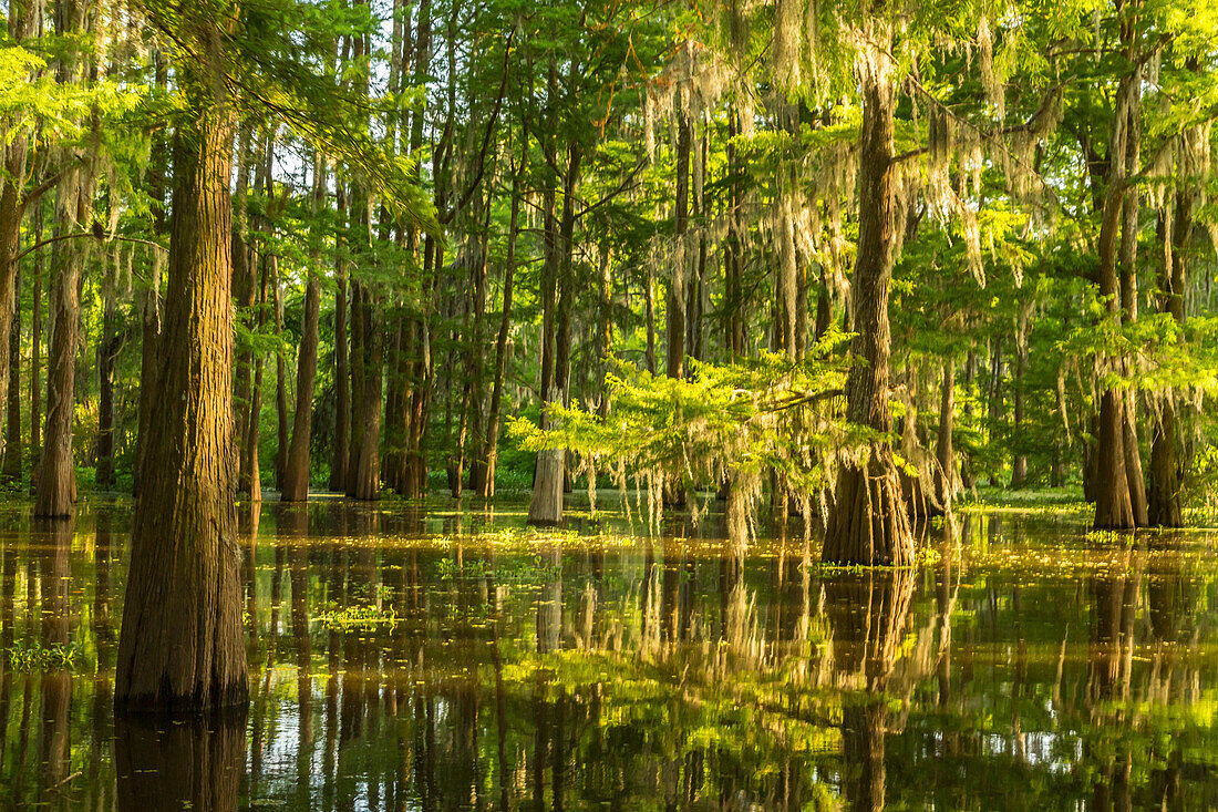 USA, Louisiana, Atchafalaya National Heritage Area. Tupelo trees in swamp
