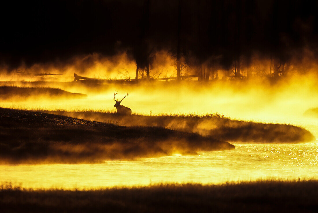 USA, Yellowstone sunrise, steam on Madison River