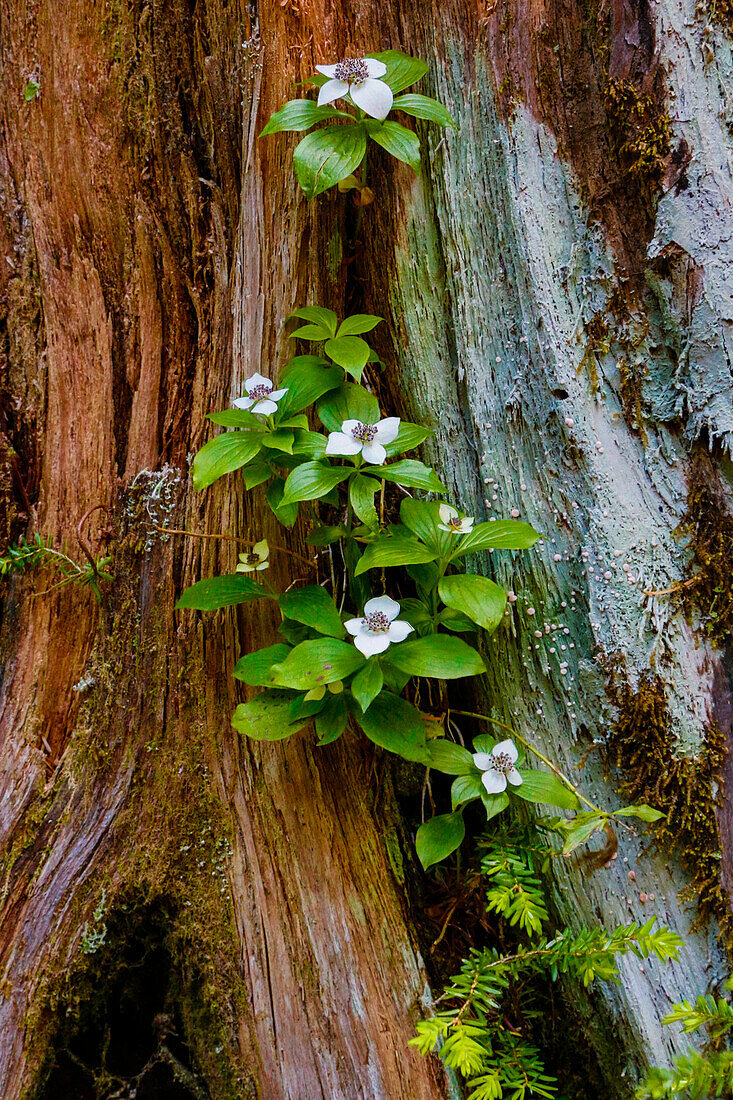 USA, Washington State, Olympic National Park, Wildflowers at Base of Tree