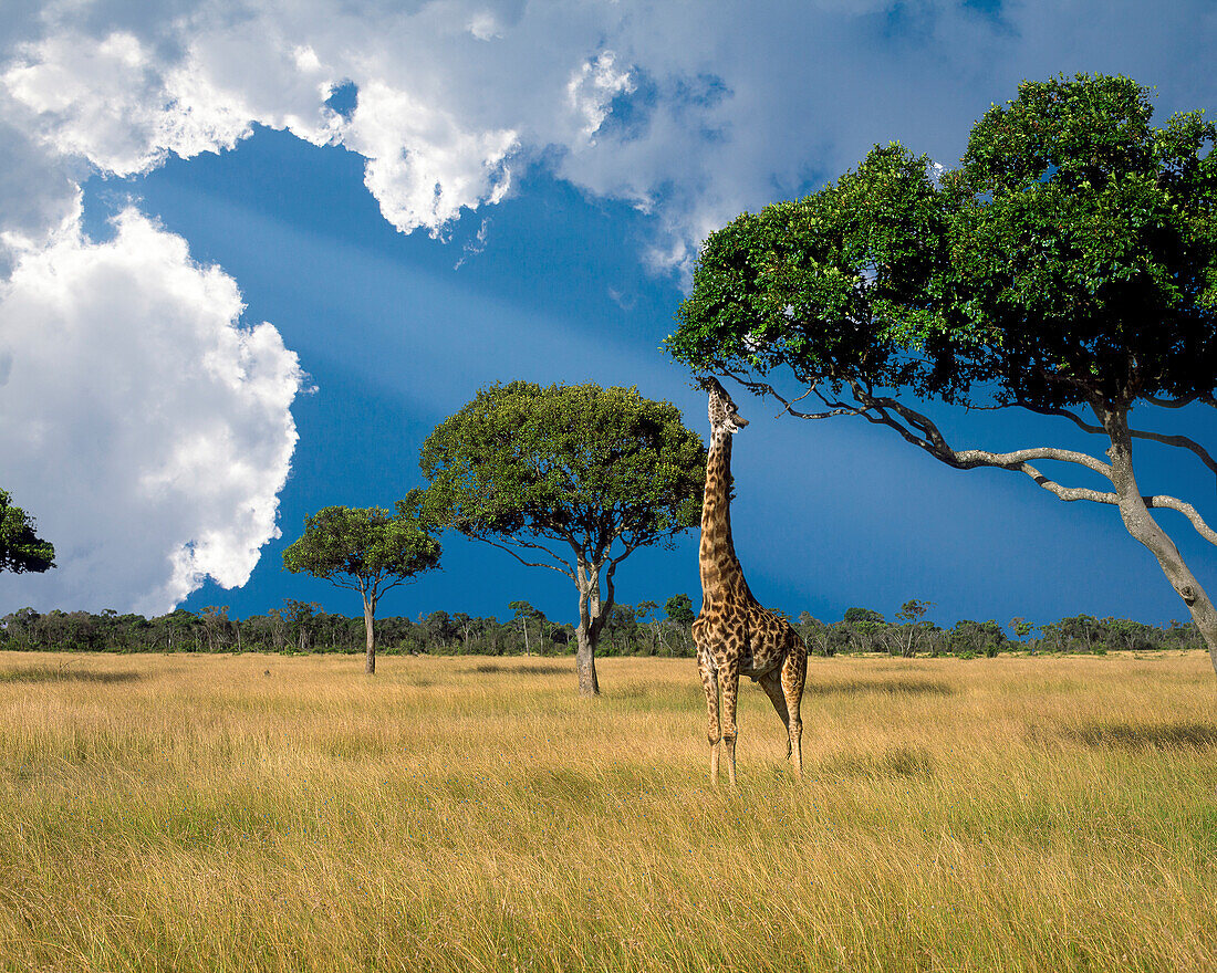 Kenia, Schutzgebiet Masai Mara.