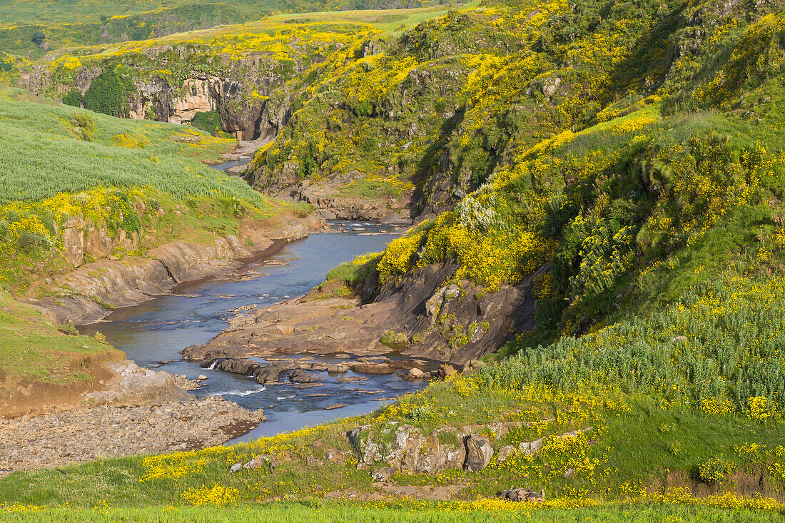 Afrika, Äthiopien, äthiopisches Hochland, westliches Amhara, Meskelblüten (Yadey abeba). Landschaft mit Meskelblumen in voller Blüte.