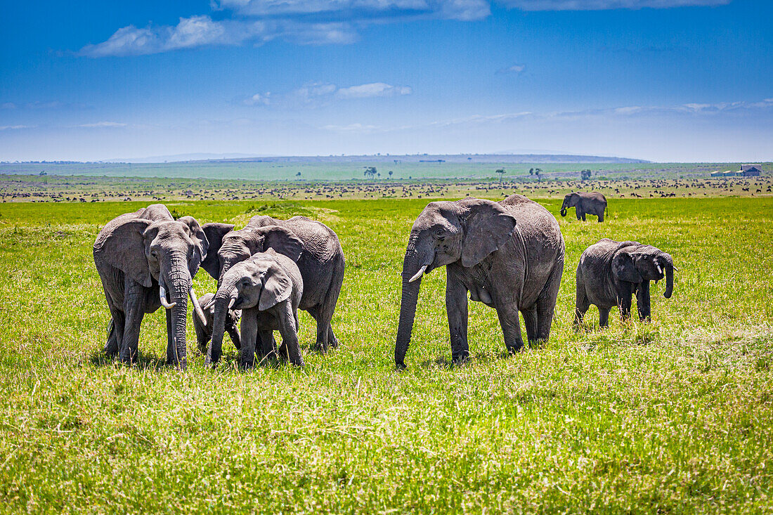 Elefanten auf der Masai Mara.