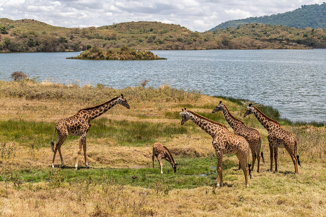 Afrika, Tansania, Serengeti-Nationalpark. Giraffen auf Ebene
