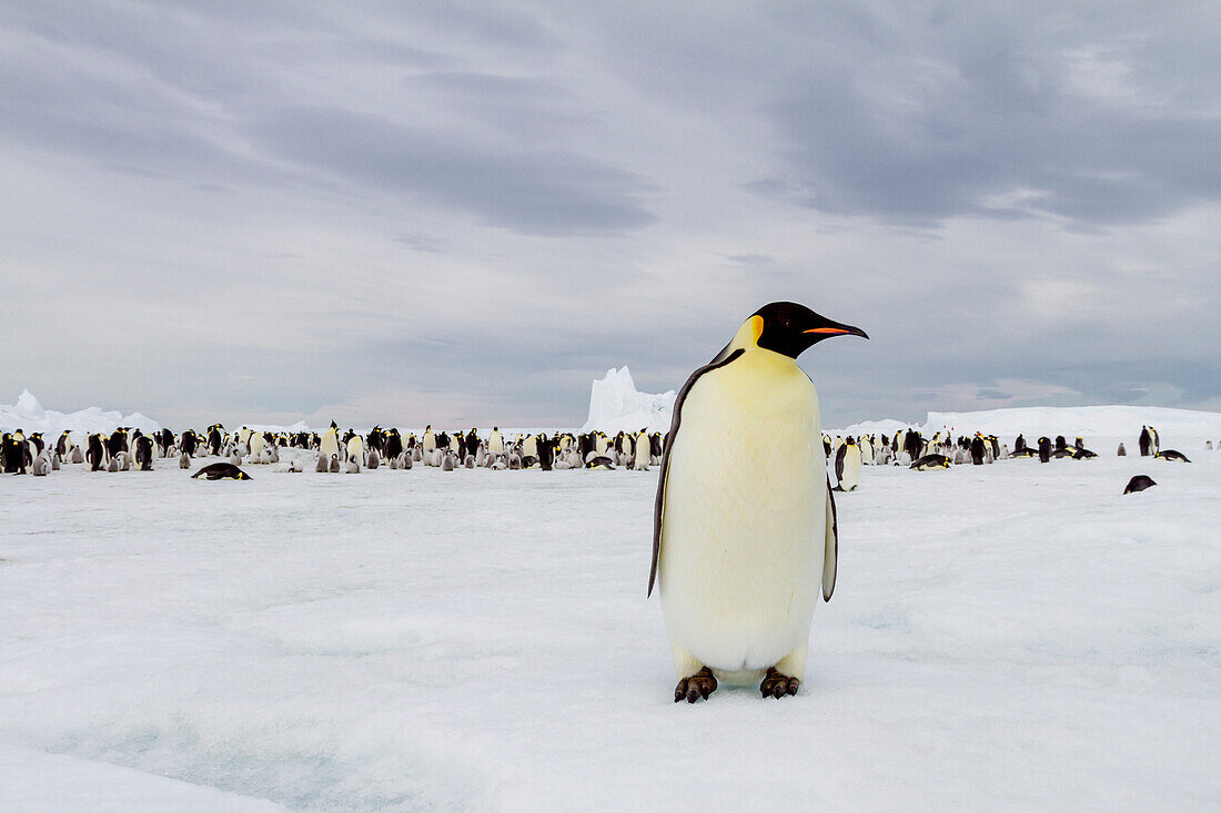 Antarktis, Snow Hill. Ein einzelner erwachsener Kaiserpinguin steht vor der Kolonie.
