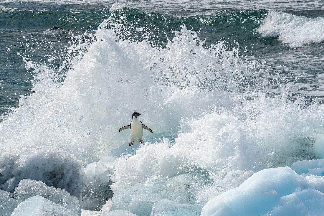 Antarctica, Antarctic Peninsula, Brown Bluff Adelie penguin, crashing wave.