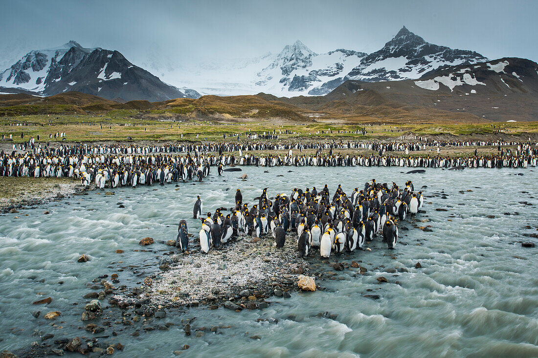 South Georgia Island, St. Andrews Bay. King penguins and glacial meltwater stream.