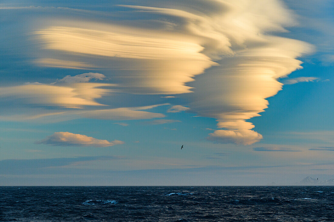 Insel Südgeorgien. Albatros schwebt bei Sonnenuntergang an linsenförmigen Wolken vorbei.