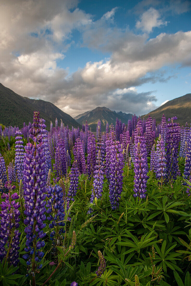 Südinsel. Lupine blüht im Tal.