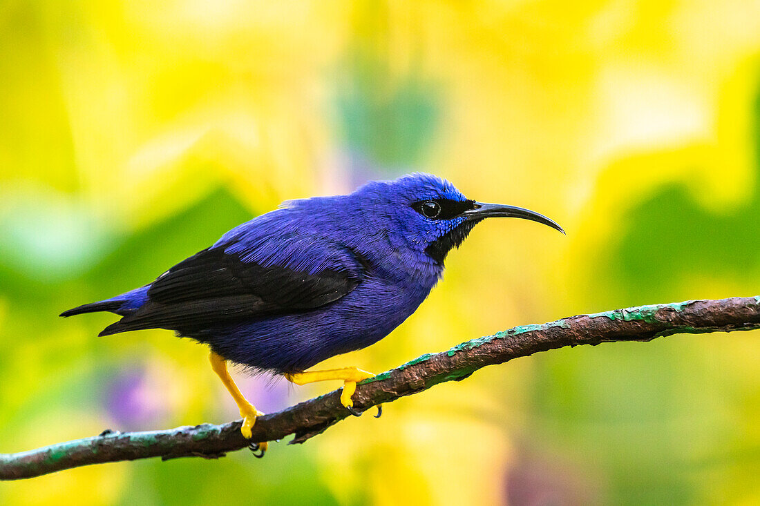 Karibik, Trinidad, Naturzentrum Asa Wright. Männlicher purpurroter Honeycreeper auf Gliedmaßen