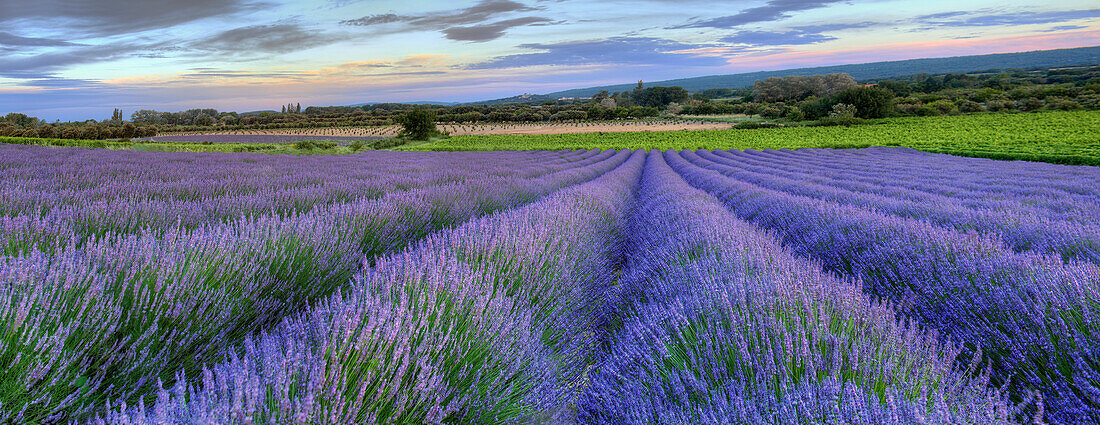 Lavendelblüte in der Nähe von Sault im Süden Frankreichs Panorama