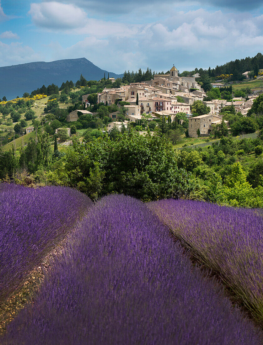 Lavender bloom near Sault in the south … – License image – 71414081 ...