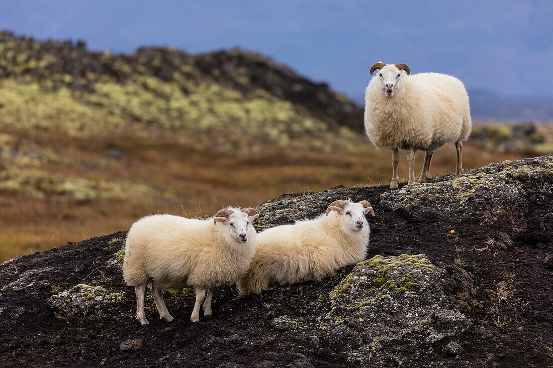 Europa, Island. Blick auf isländische Schafe