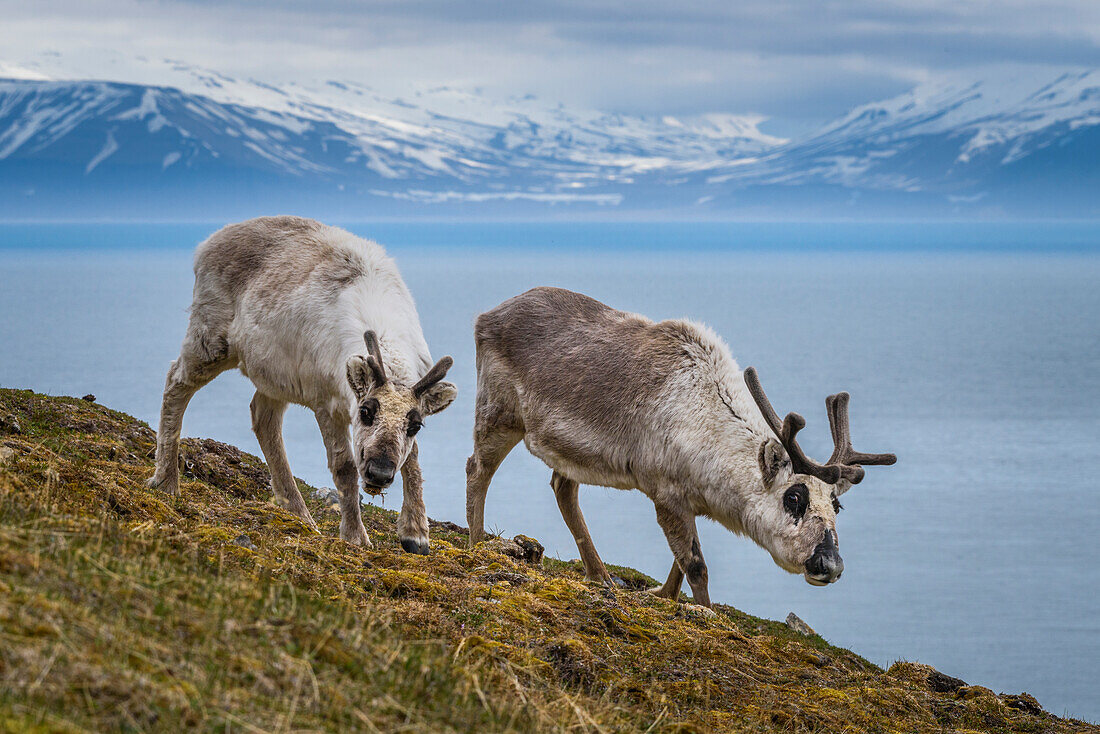 Norwegen, Svalbard, Spitzbergen. Skansbukta, Svalbard Rentiere weiden.