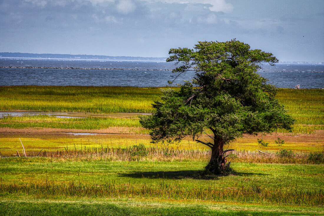 Lone Tree in Coastal Marshland