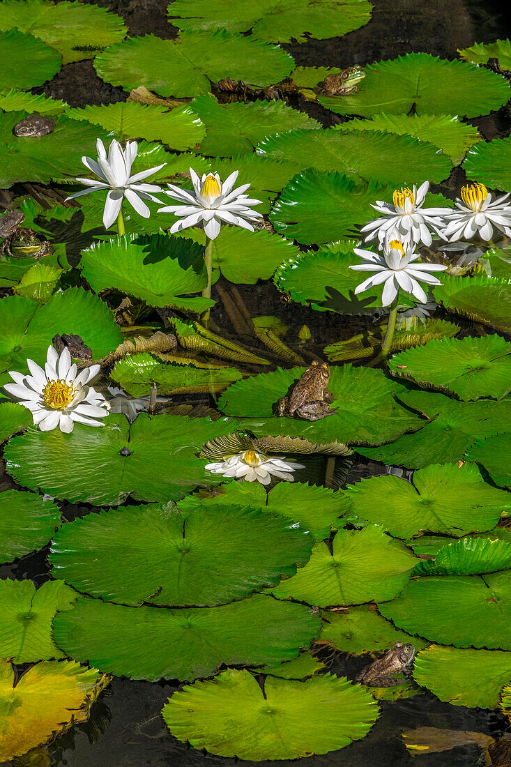 Frösche unter Woods White Knight-Lilien