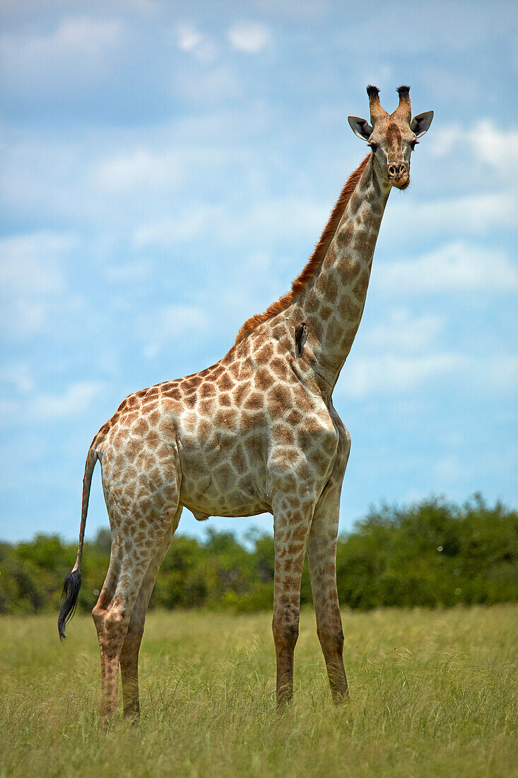 Giraffe (Giraffa Plancius Angolensis), Chobe Nationalpark, Botswana, Afrika
