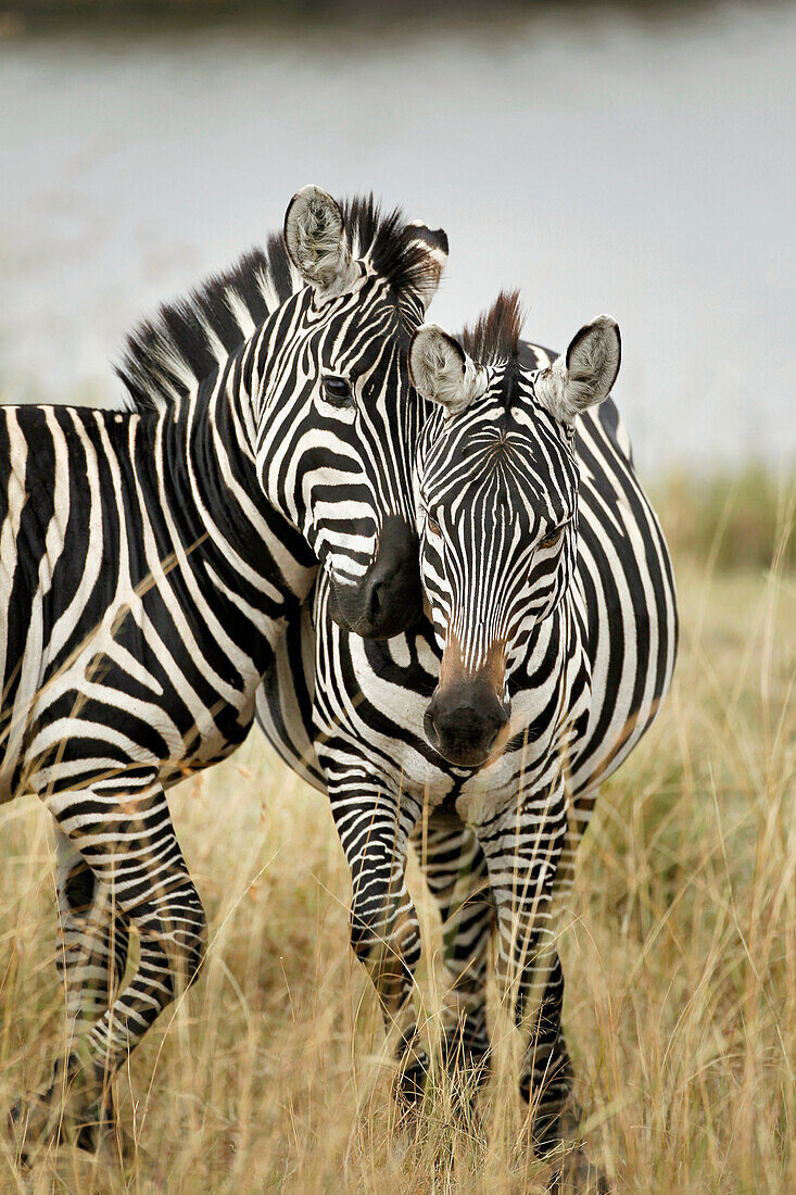 Ein Paar Burchell-Zebras, die sich aneinander schmiegen, Masai Mara, Kenia, Afrika, Equus quagga