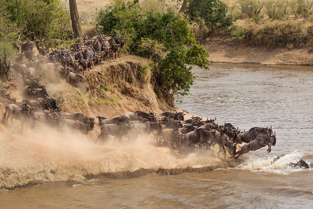 Gnu- oder Gnu-Herde, die im Spätsommer den Mara-Fluss überquert, Masai Mara, Kenia, Afrika, Connochaetes