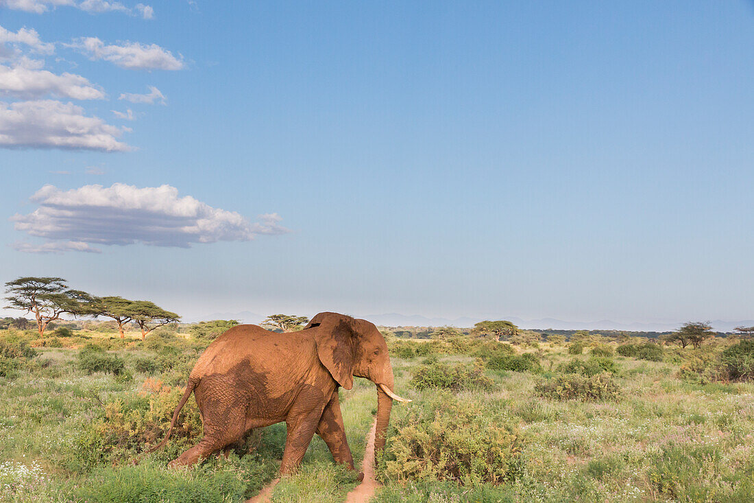 Afrika, Kenia, Samburu-Nationalreservat. Elefanten in der Savanne. (Loxodonta Africana).