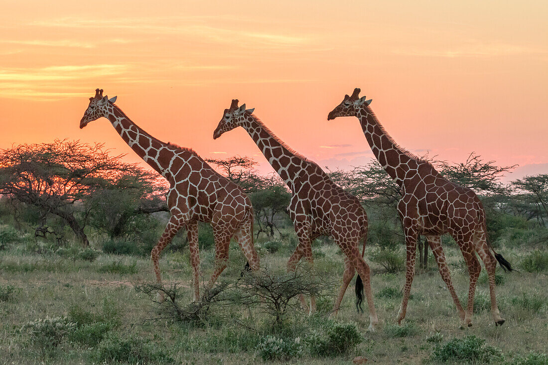 Afrika, Kenia, Samburu Nationalpark, Netzgiraffe (Giraffa Camelopardalis Reticulata). Bei Sonnenuntergang.