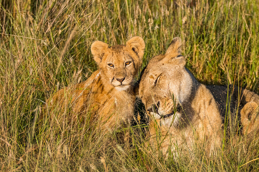 Afrika, Kenia, Masai Mara National Reserve. Afrikanischer Löwe (Panthera Leo) Weibchen mit Jungen.