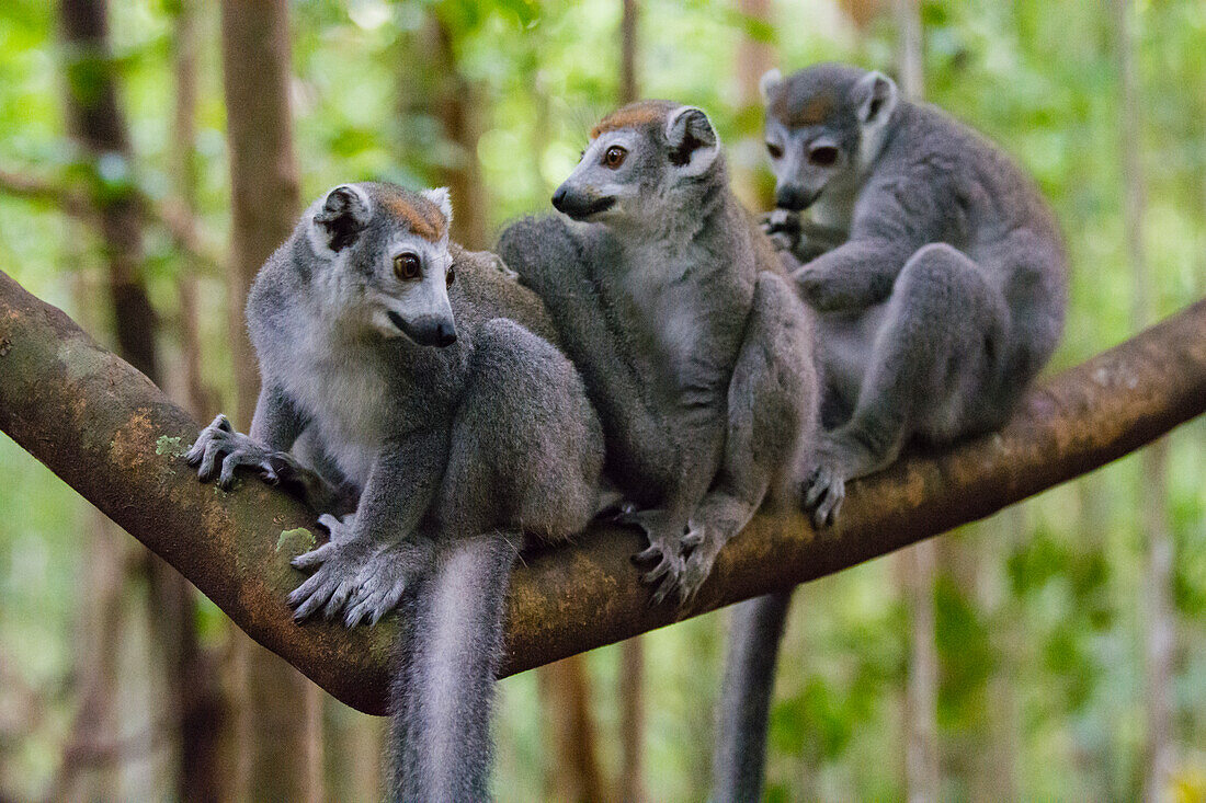 Madagaskar, Ankarana, Ankarana-Reservat. Gekrönte Lemuren.