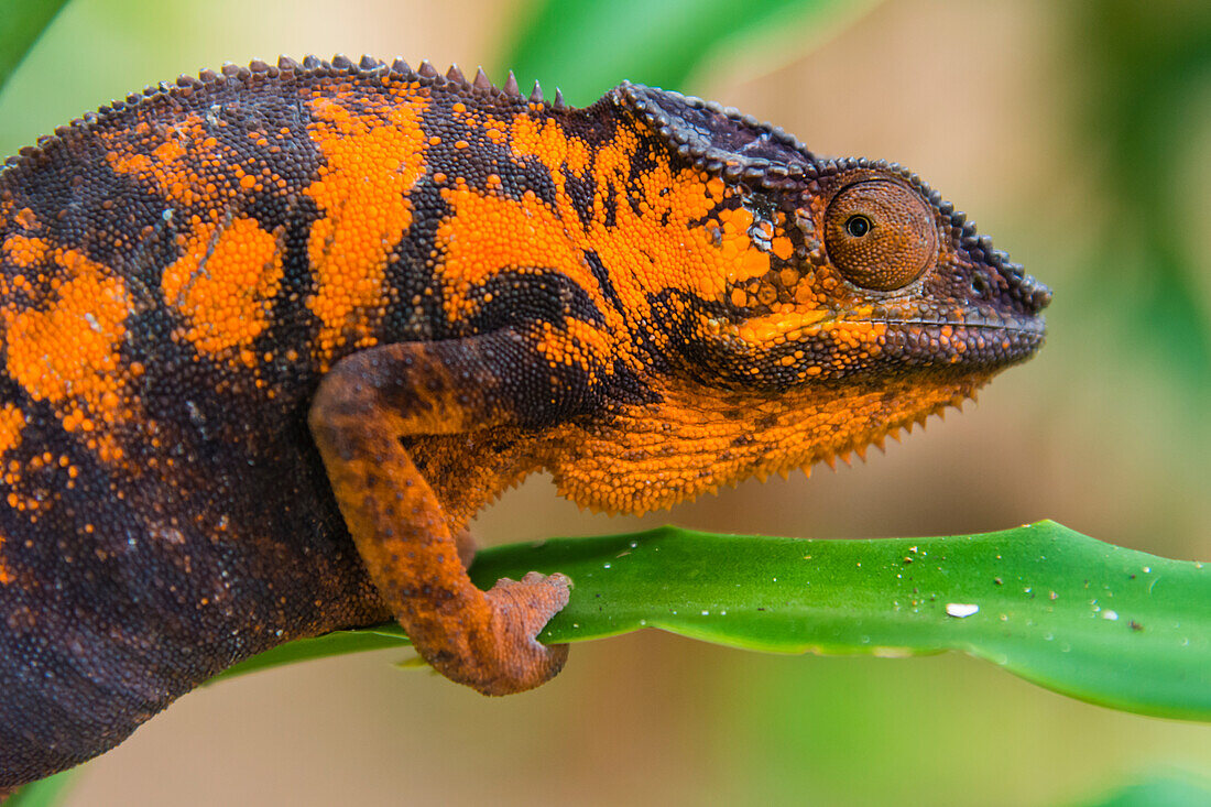 Madagaskar, Marozevo. Peyrieras Reptilienfarm, Pantherchamäleon. Weibchen der Art.