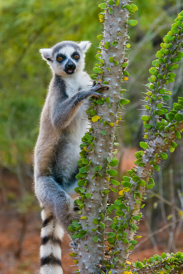 Madagaskar, Berenty, Berenty-Reservat. Ringschwanzmaki frisst Blätter von einem Alluaudia-procera-Baum und achtet dabei auf die scharfen Stacheln.