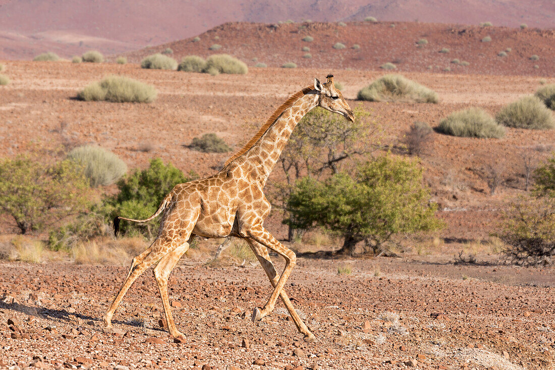 Afrika, Namibia, Palmwag. Laufende Giraffe