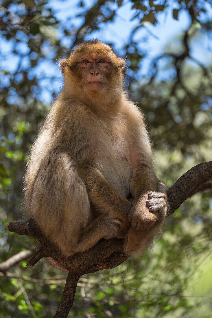 Morocco, Barbary Apes, or Macaques, in the High Atlas Mountains