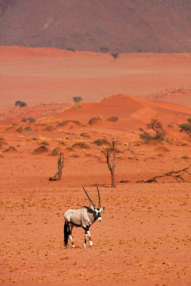 Spießbock (Oryx Gazella), NamibRand Nature Reserve, Südliches Namibia, Afrika
