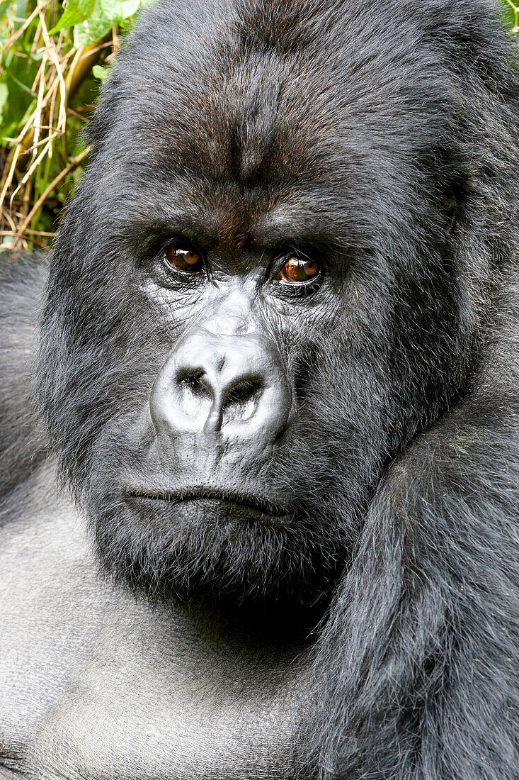 Africa, Rwanda, Volcanoes National Park. Portrait of a silverback mountain gorilla.