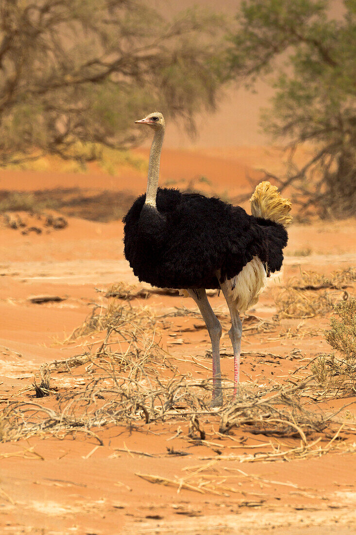 Africa, Namibia, Namib Desert, Namib-Naukluft National Park, Sossusvlei, common ostrich (Struthio camelus). Male ostrich walking in the desert scrub.