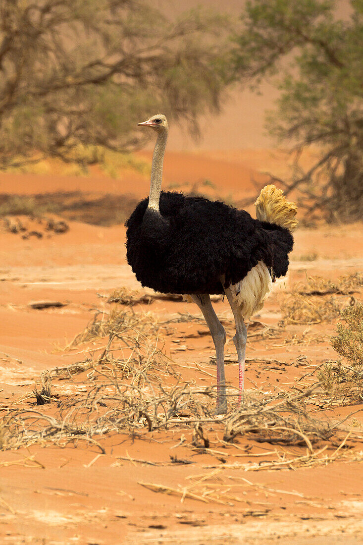 Afrika, Namibia, Namib-Wüste, Namib-Naukluft-Nationalpark, Sossusvlei, gemeiner Strauß (Struthio Camelus). Männlicher Strauß, der in das Wüstengestrüpp geht.