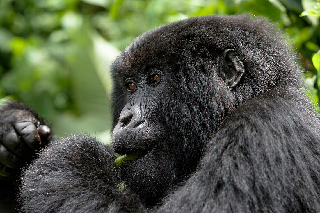 Afrika, Ruanda, Volcanoes National Park. Junger weiblicher Berggorilla, der wilden Sellerie isst.