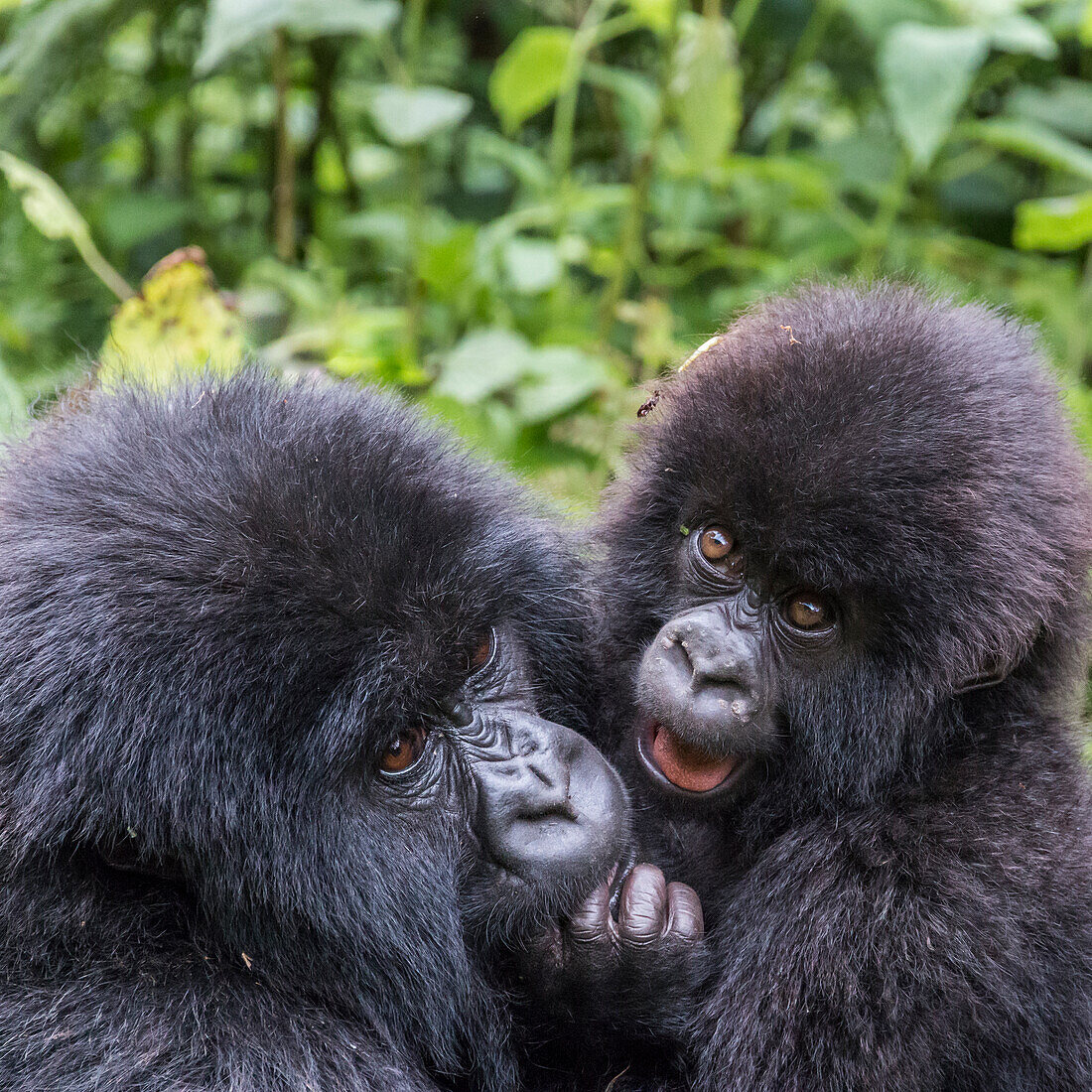 Afrika, Ruanda, Distrikt Musanze, Volcanoes National Park, Ruhengeri, Kinigi. Gorilla, beringei beringei, Berggorilla. Baby und Mutter.