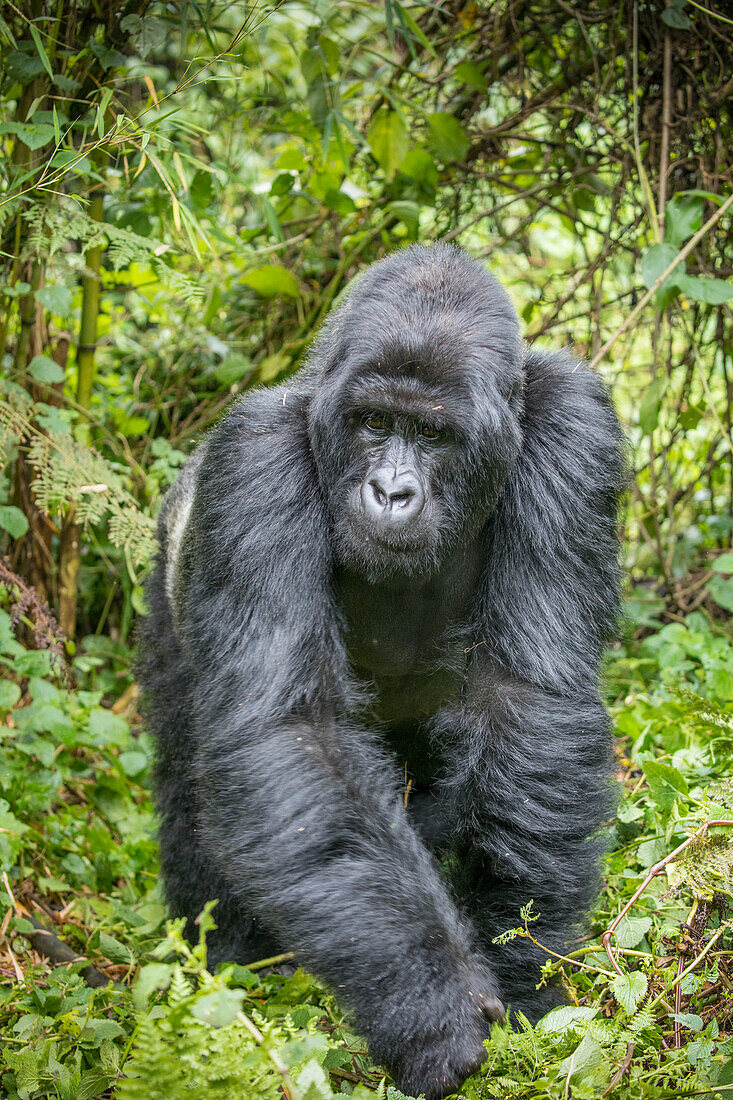 Africa, Rwanda, Volcanoes National Park, Mountain Gorilla Silverback Male (Gorilla beringei beringei) walking through rainforest in Virunga Mountains