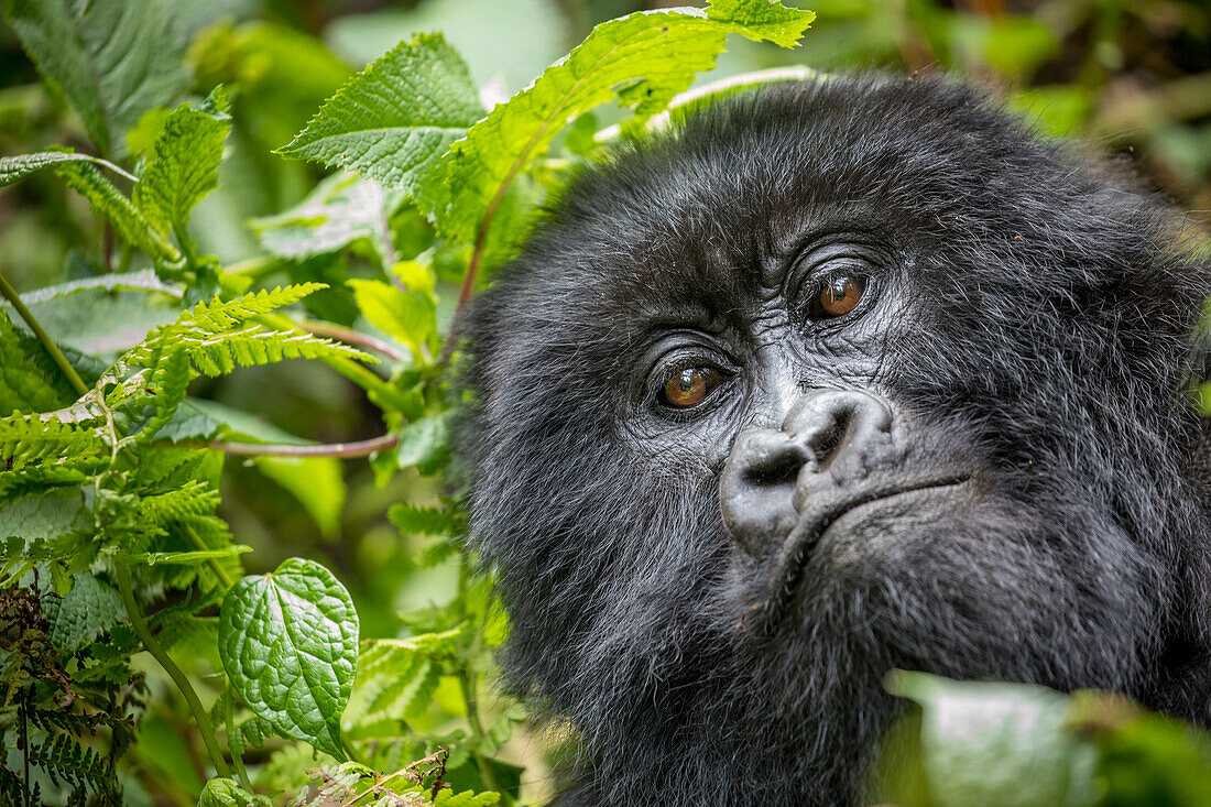 Africa, Rwanda, Volcanoes National Park, Close-up portrait of adult Mountain Gorilla (Gorilla beringei beringei) in rainforest in Virunga Mountains