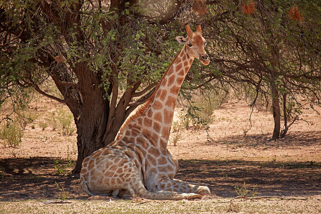 Giraffe (Giraffa Plancius Angolensis), Kgalagadi Transfrontier Park, Südafrika