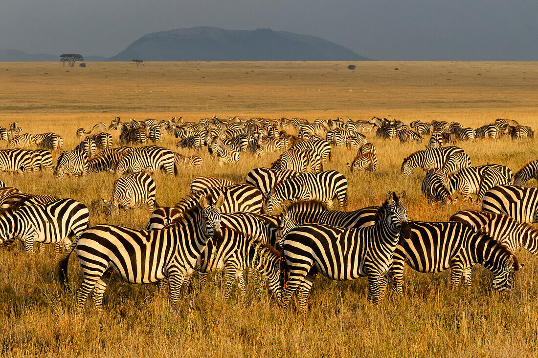 Zebras, Serengeti-Nationalpark, Tansania