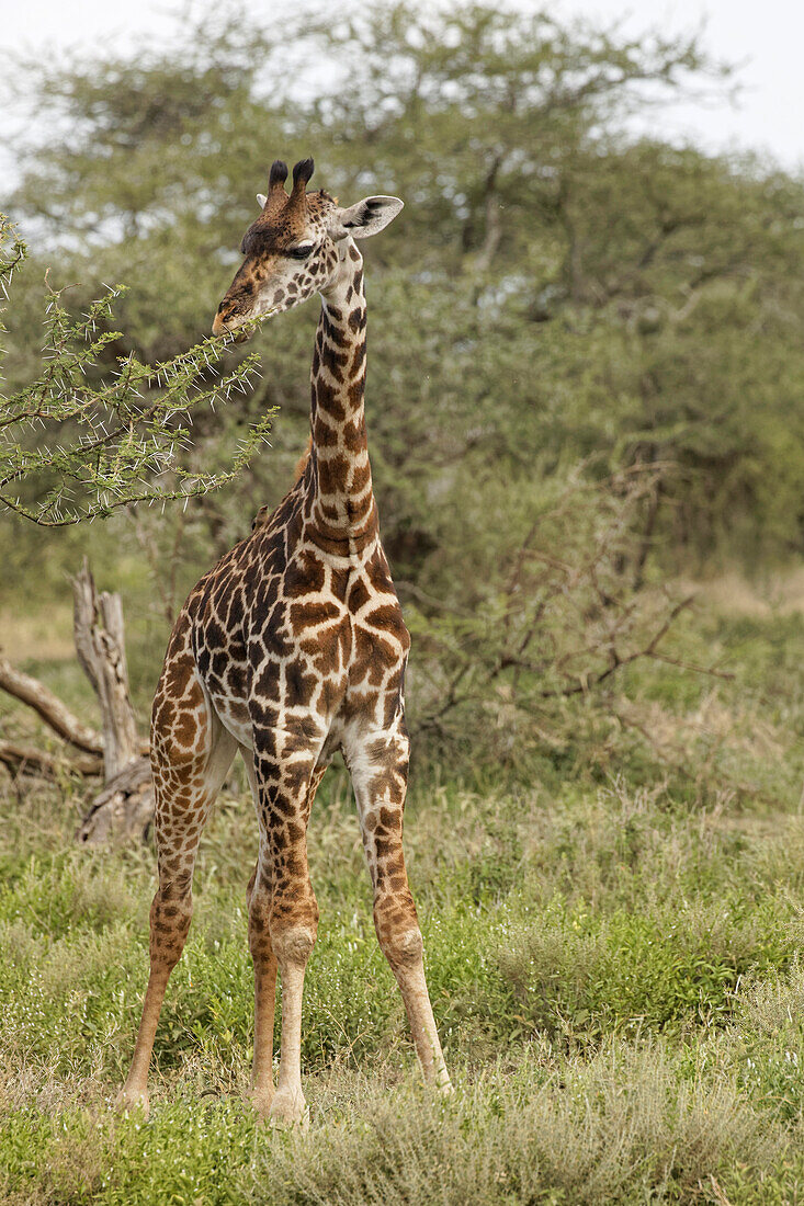 Masai Giraffe Surfen auf Akazien, Serengeti Nationalpark, Tansania, Afrika, Giraffa Plancius Tippelskirchii