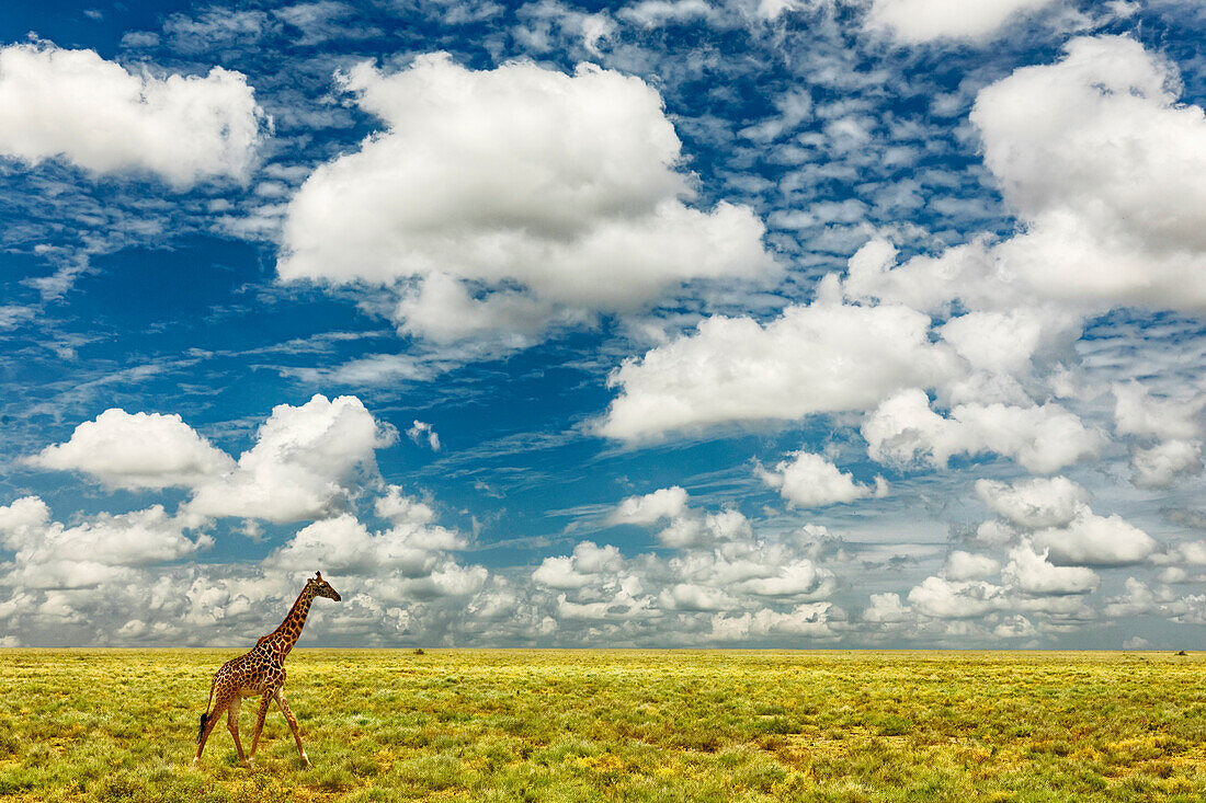 Masai-Giraffe auf offenen Ebenen des Serengeti-Nationalparks, Tansania, Afrika, Giraffa Plancius Tippelskirchii
