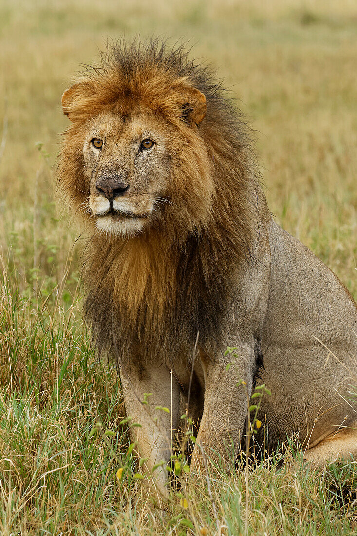 Adult black maned Lion, Panthera leo, Serengeti National Park, Tanzania, Africa