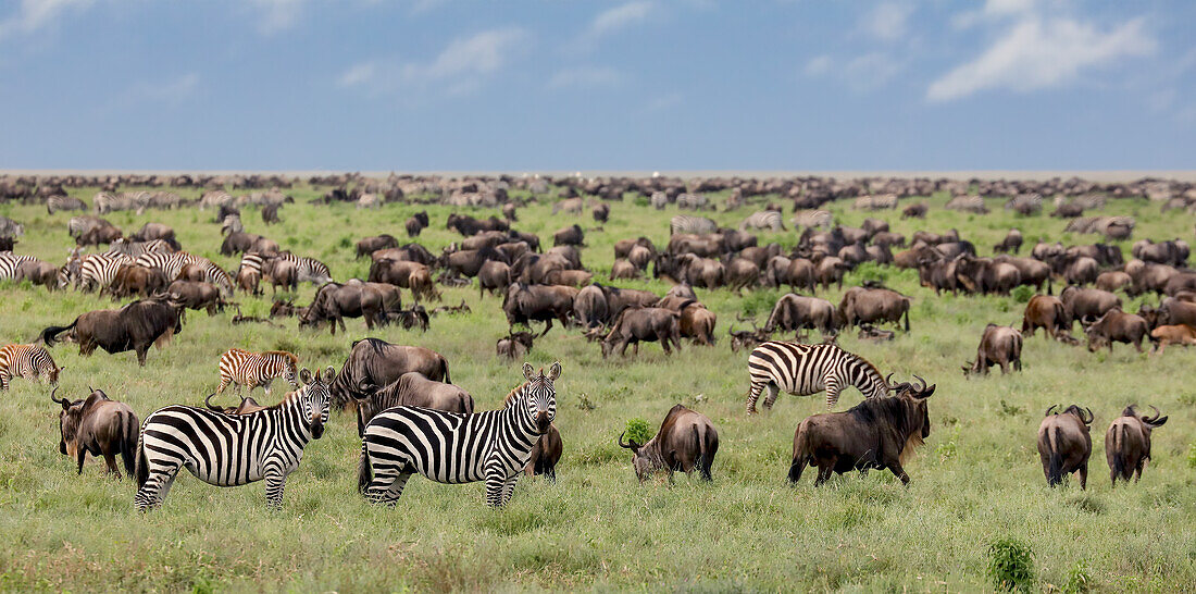 Gemischte Herde von Gnus und Zebras, Serengeti Nationalpark, Tansania, Afrika
