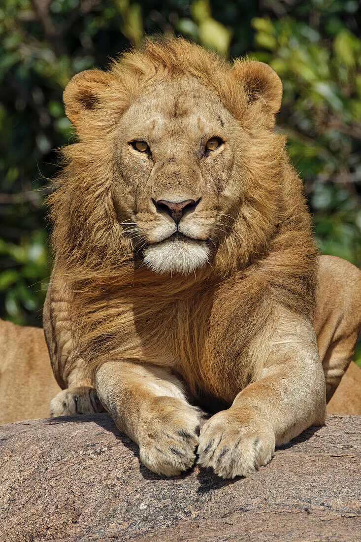 Adult male lions resting on rocky outcropping, Serengeti National Park, Tanzania, Africa
