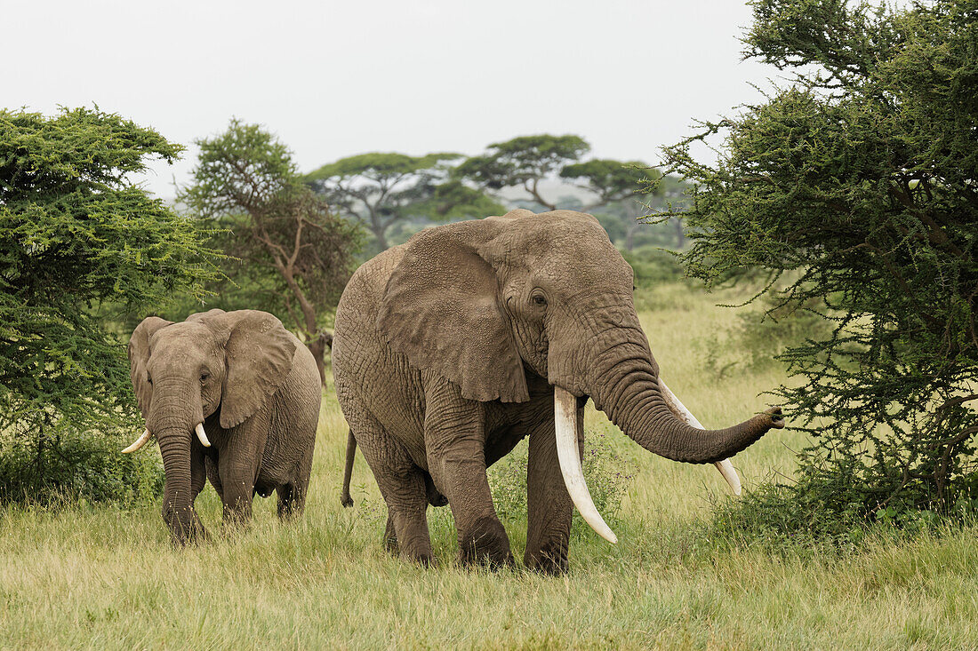 Großer afrikanischer Elefantenbulle, Serengeti Nationalpark, Tansania, Afrika