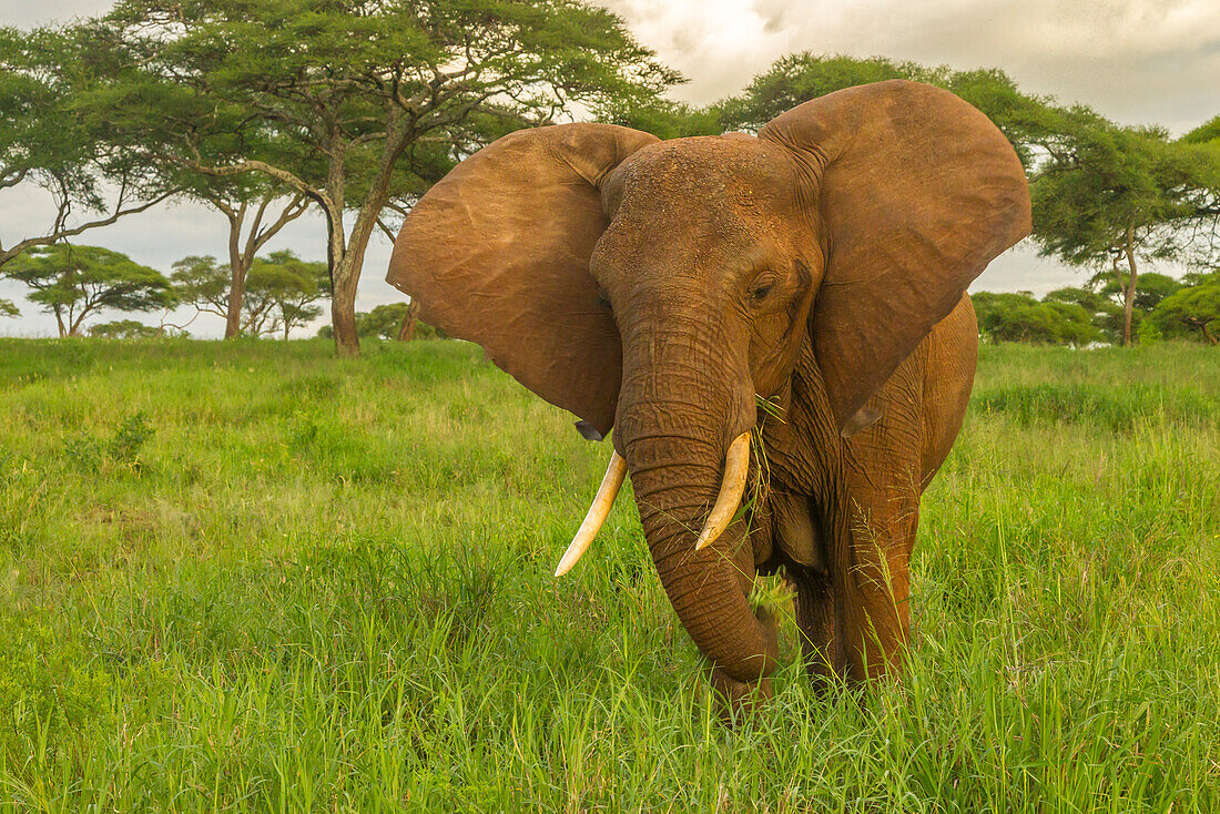Afrika, Tansania, Tarangire-Nationalpark. Nahaufnahme des afrikanischen Elefanten