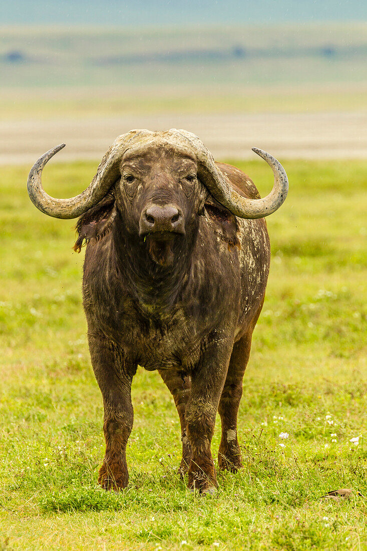 Africa, Tanzania, Ngorongoro Crater. Cape buffalo close-up